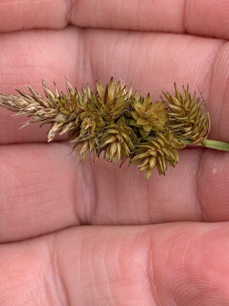 Sartwell's Sedge
