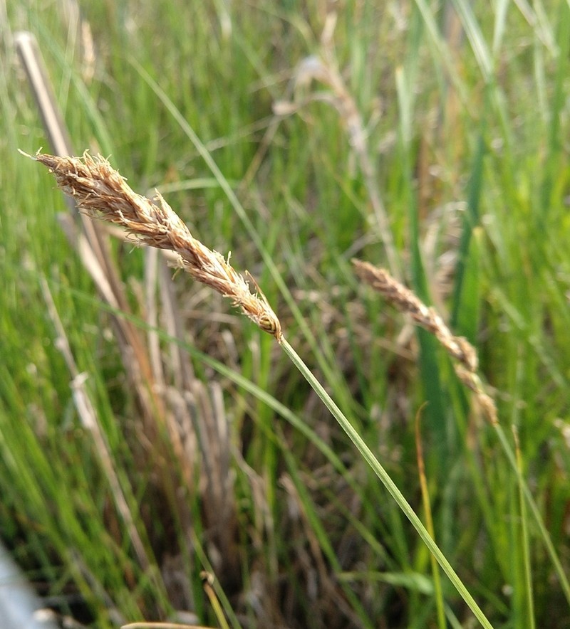 Sartwell's Sedge photo 2