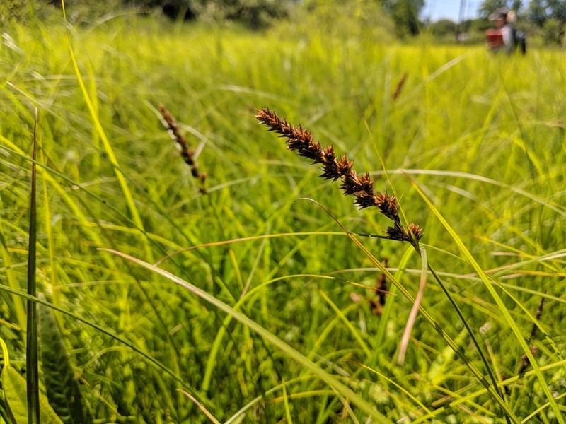 Sartwell's Sedge photo 3