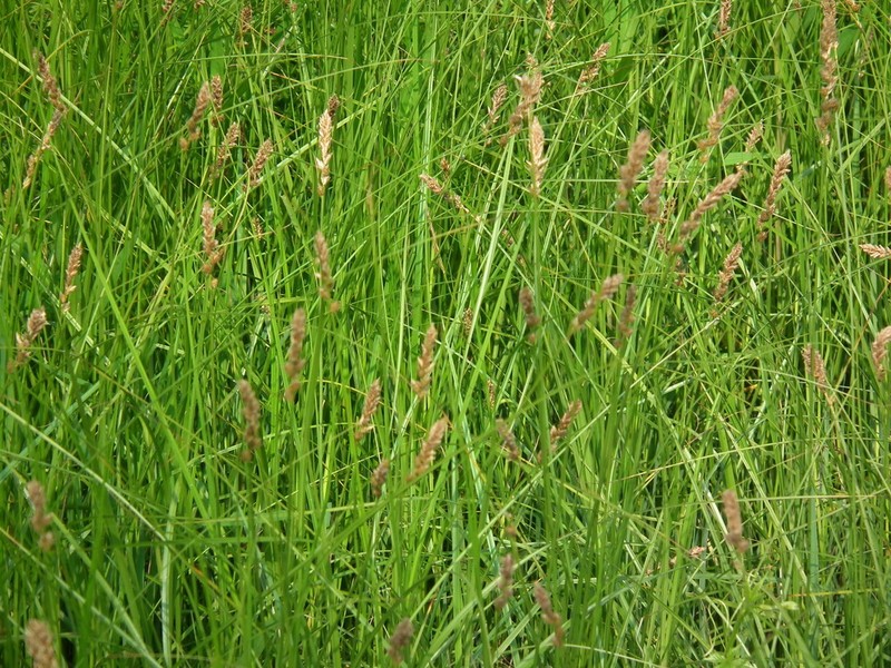 Sartwell's Sedge photo 4