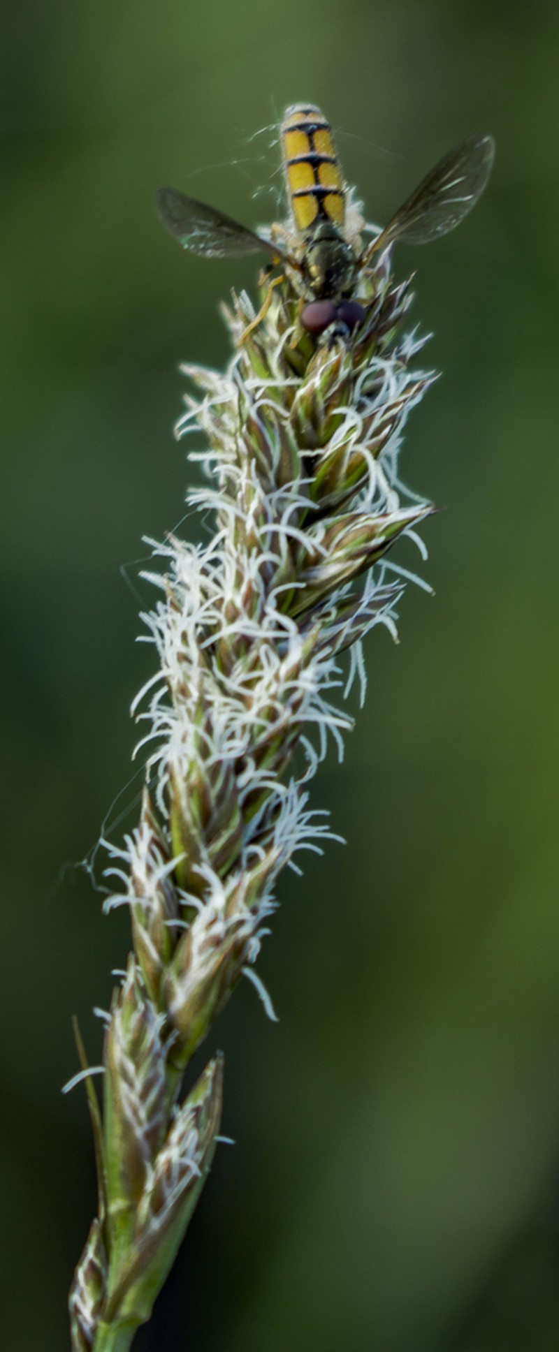 Sartwell's Sedge photo 5