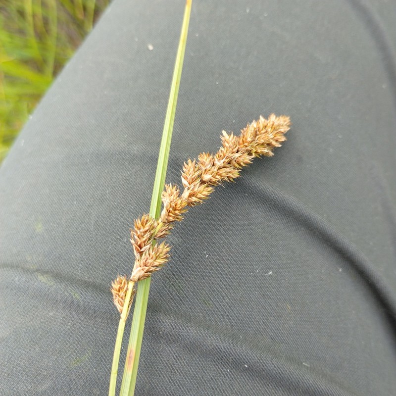 Sartwell's Sedge photo 6