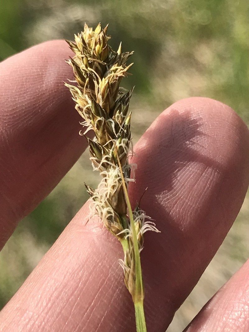 Sartwell's Sedge photo 7