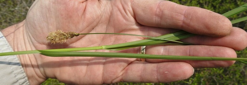 Sartwell's Sedge photo 8
