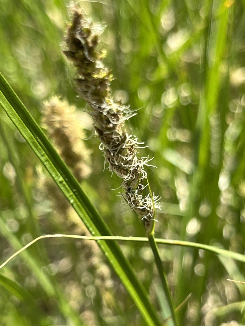 Carex sartwellii var. sartwellii