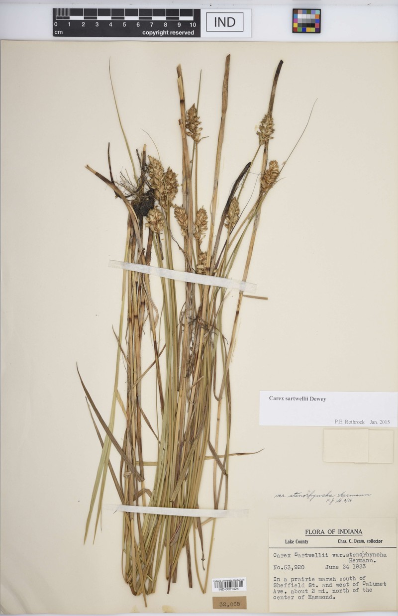 Carex sartwellii var. stenorrhyncha