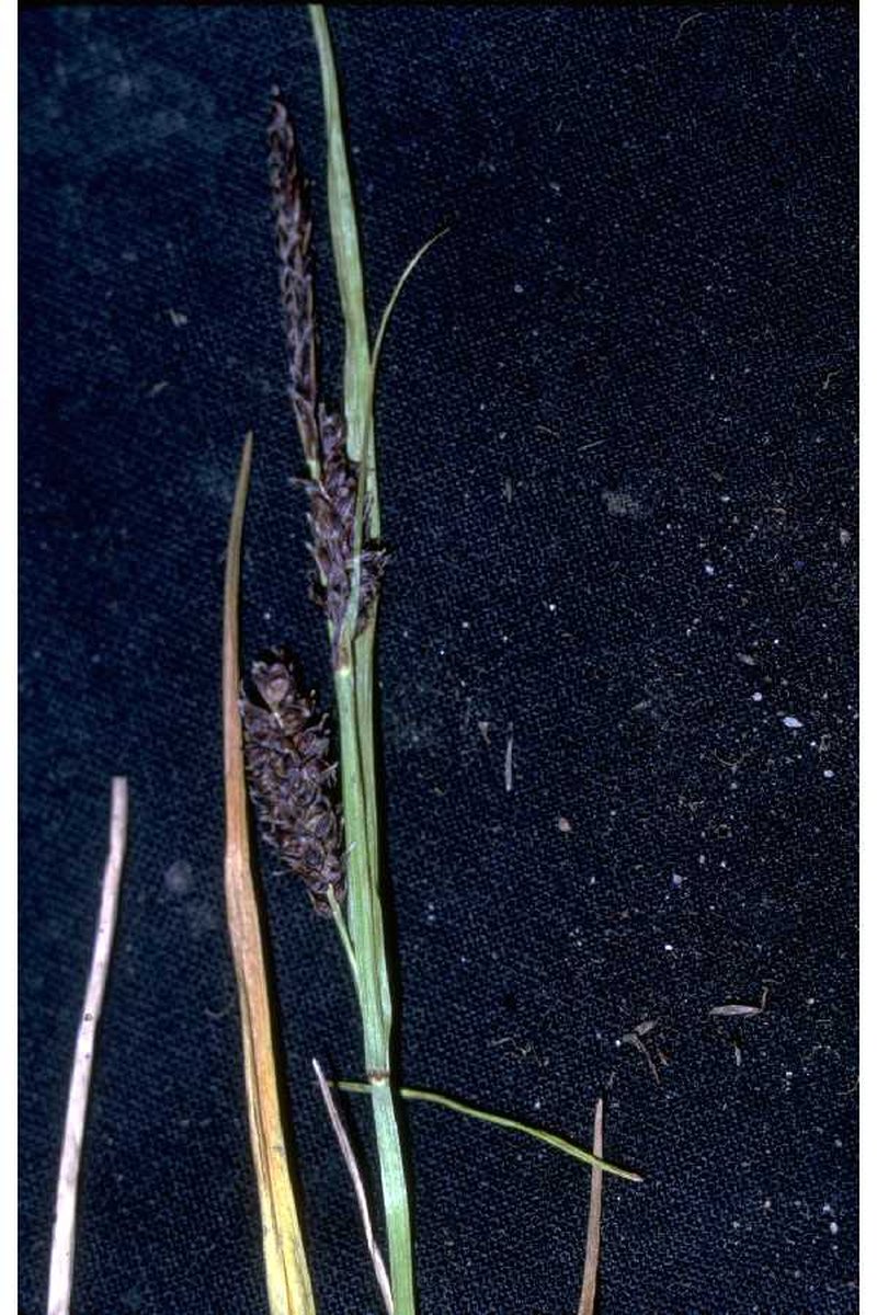 Rock Sedge