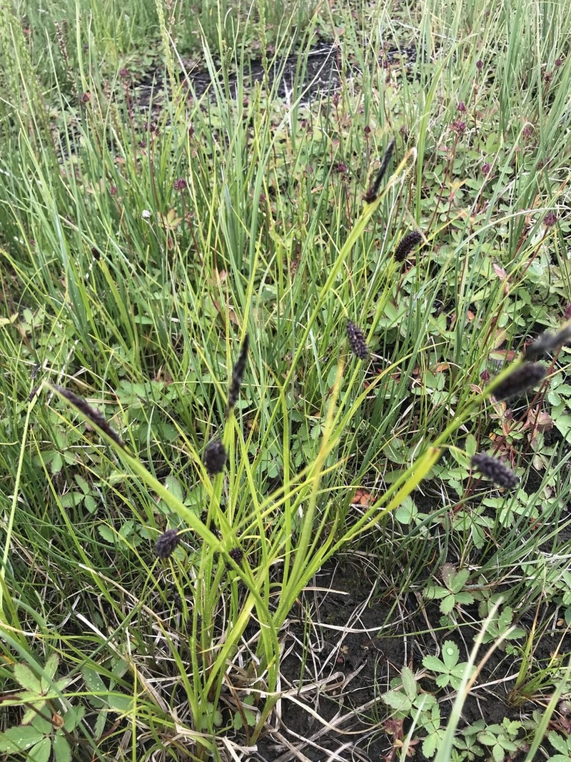 Rock Sedge photo 2