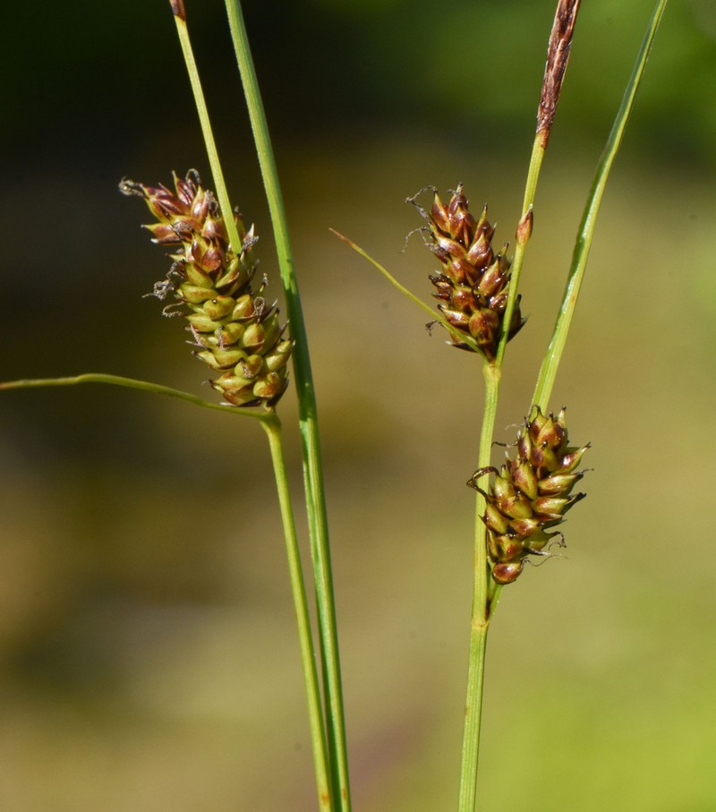 Rock Sedge photo 3