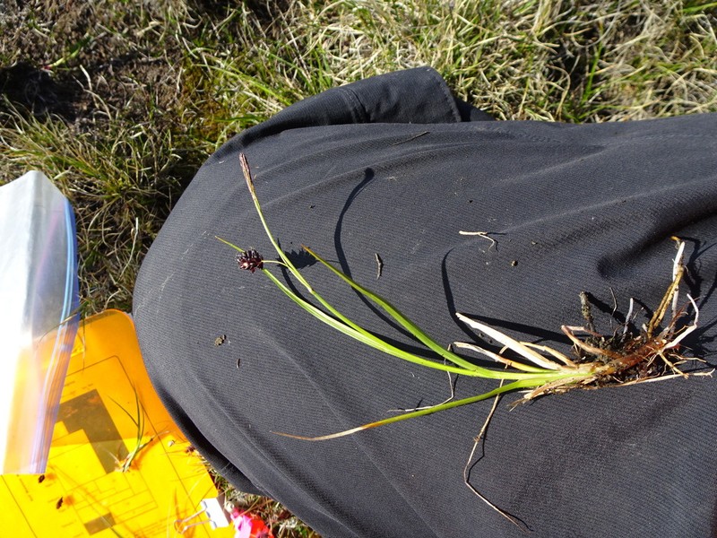 Rock Sedge photo 4