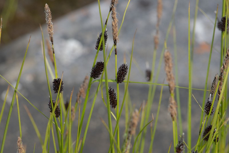 Rock Sedge photo 5