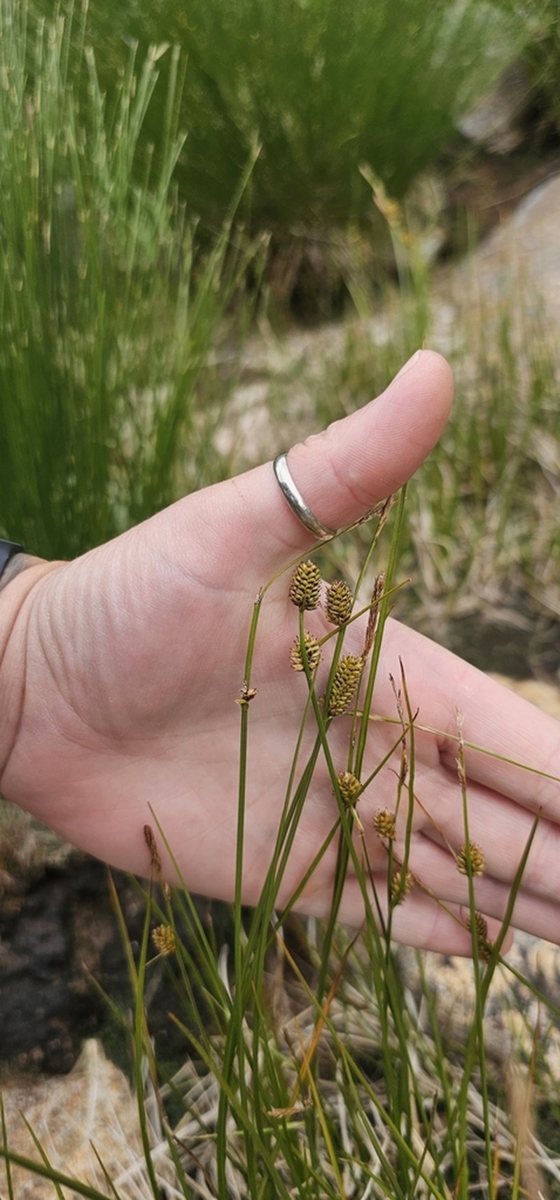 Rock Sedge photo 6