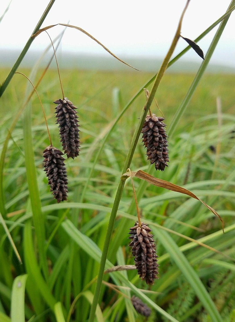 Rock Sedge photo 7