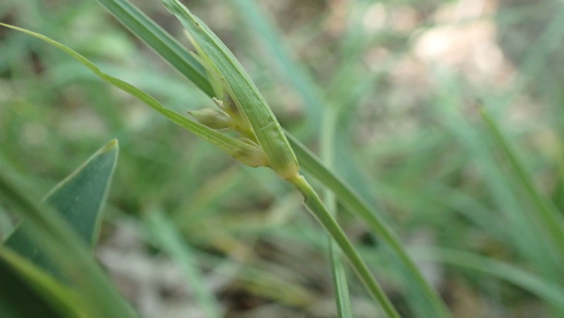 Rocky Mountain Sedge photo 3