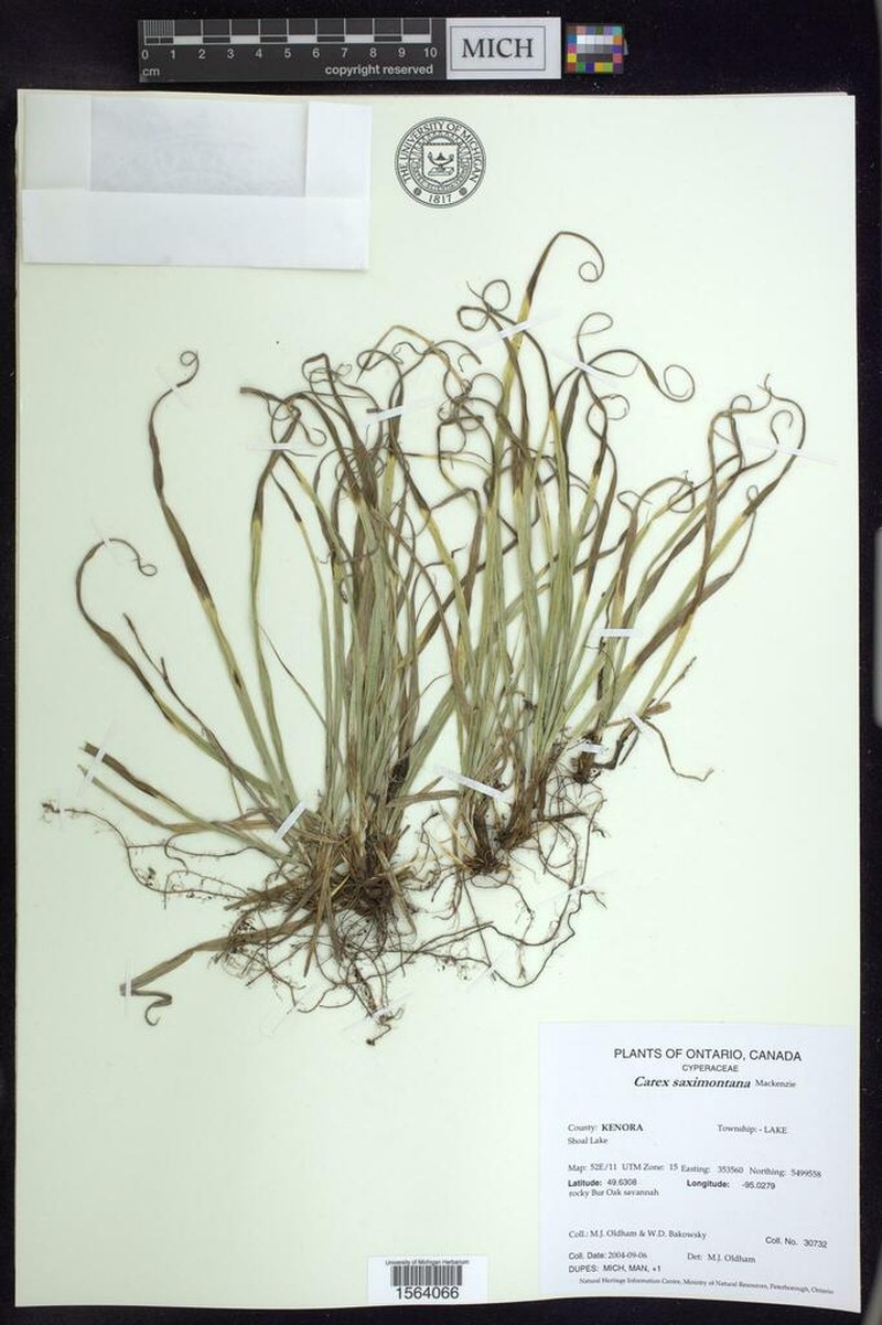 Rocky Mountain Sedge photo 4