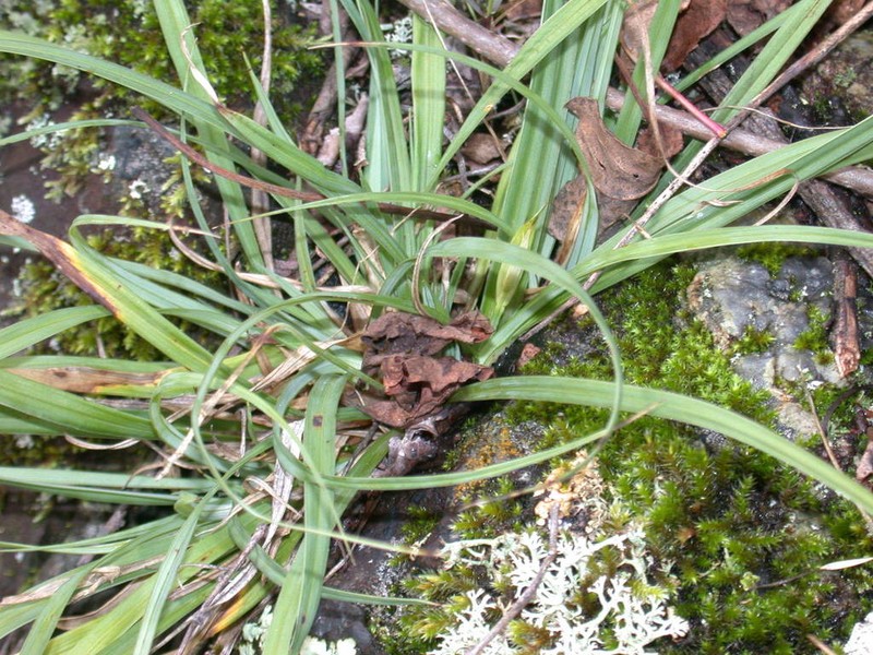 Rocky Mountain Sedge photo 5