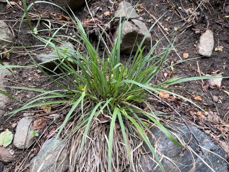 Rocky Mountain Sedge photo 6