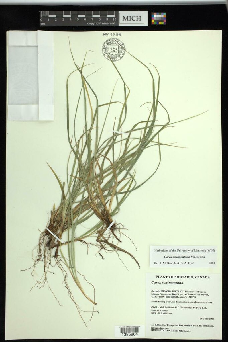 Rocky Mountain Sedge photo 7