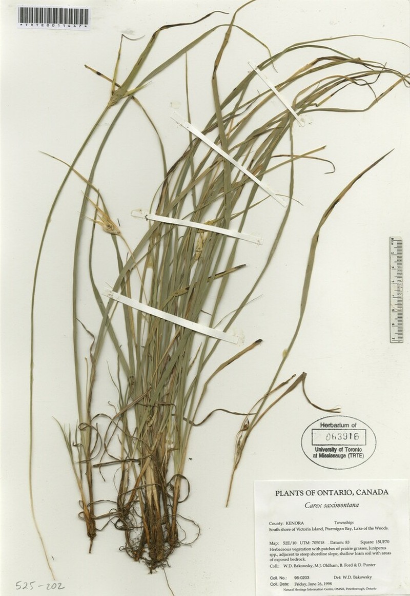 Rocky Mountain Sedge photo 8