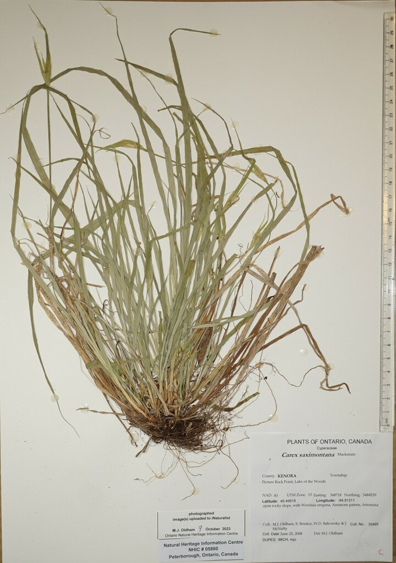 Rocky Mountain Sedge photo 9