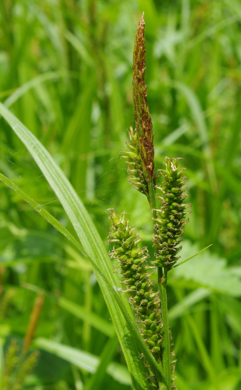 Eastern Rough Sedge