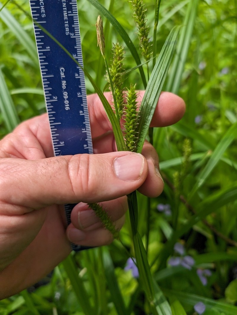 Eastern Rough Sedge photo 4