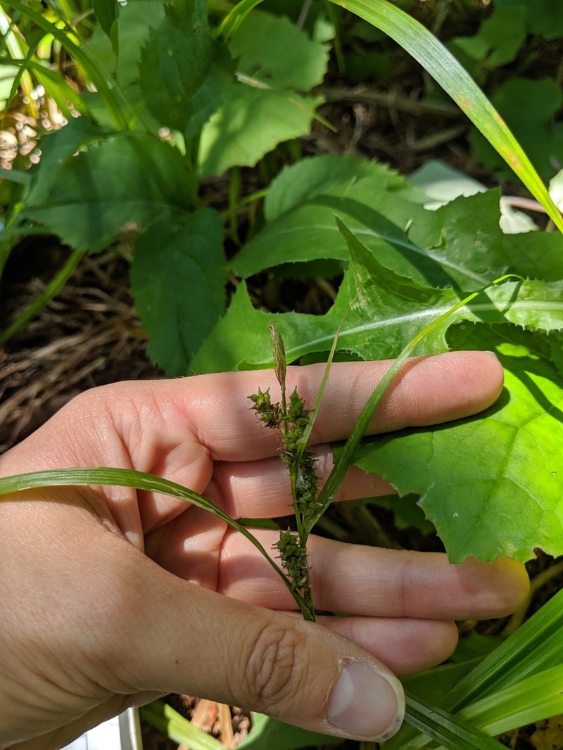 Eastern Rough Sedge photo 5
