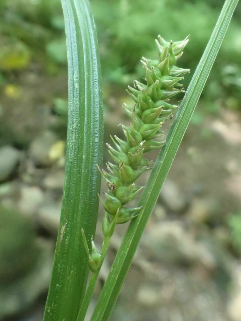 Eastern Rough Sedge photo 6