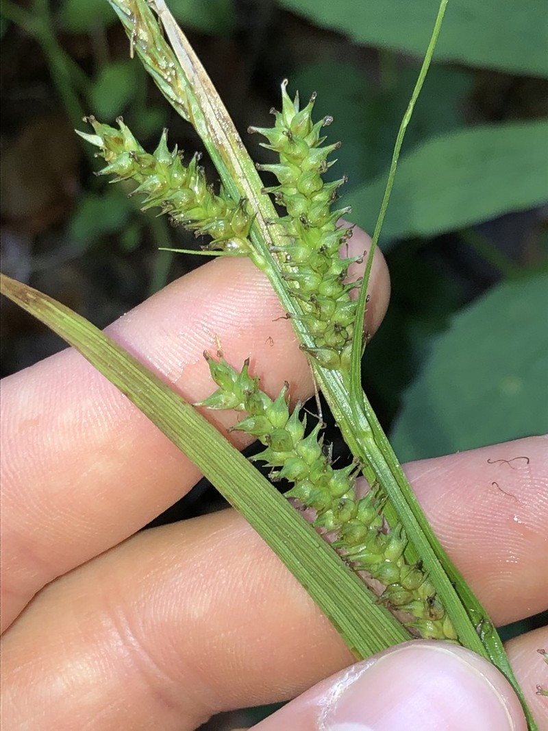 Eastern Rough Sedge photo 7