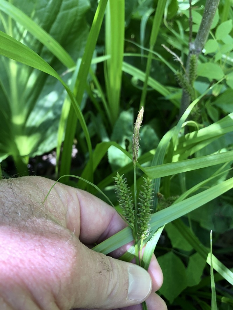 Eastern Rough Sedge photo 8