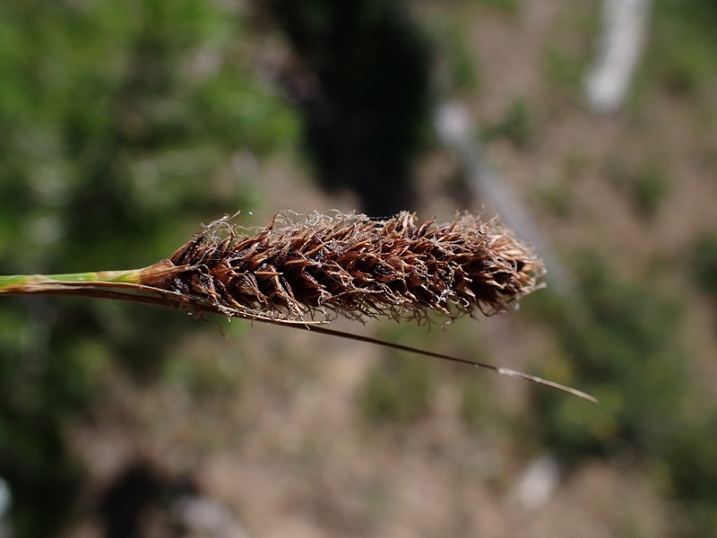 Siskiyou Sedge photo 3