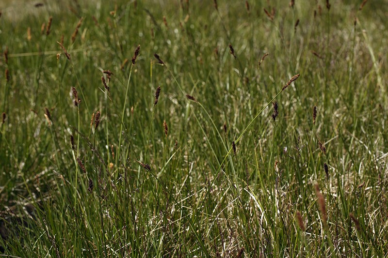 Siskiyou Sedge photo 4