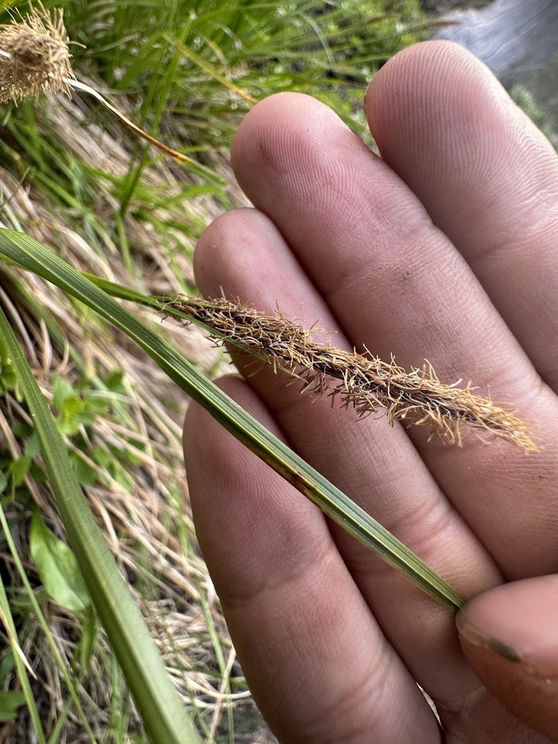 Siskiyou Sedge photo 5