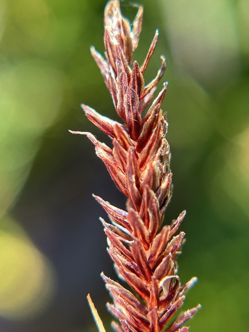 Siskiyou Sedge photo 6