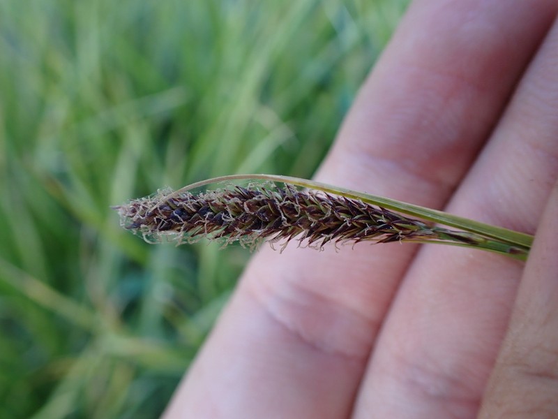 Siskiyou Sedge photo 7