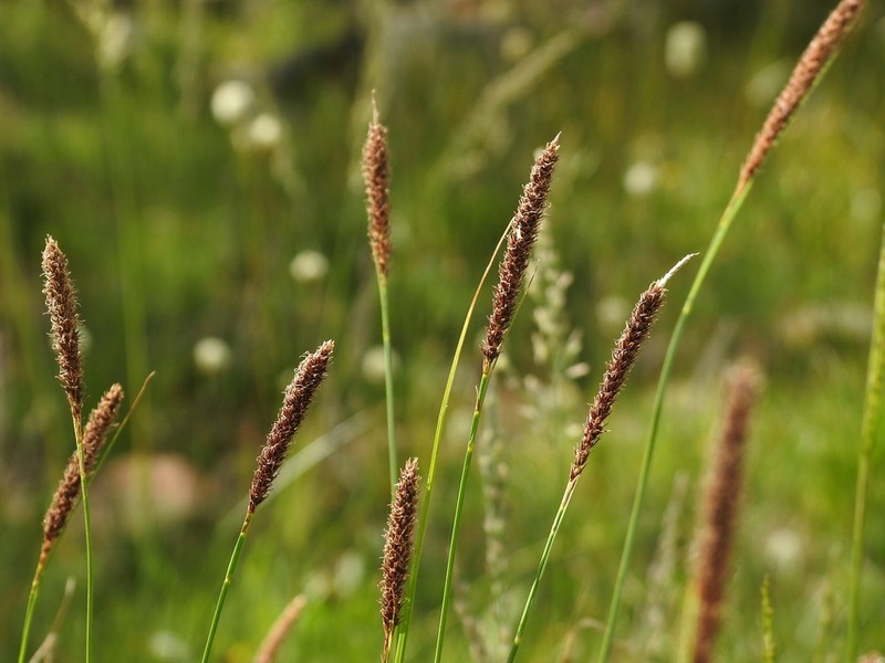 Siskiyou Sedge photo 8