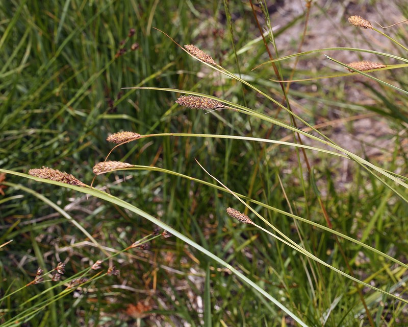 Siskiyou Sedge photo 9