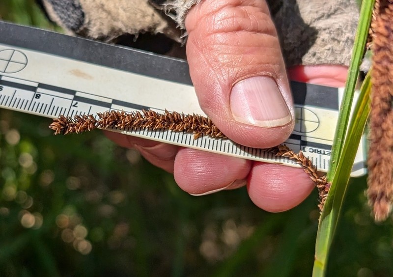 Schott's Sedge