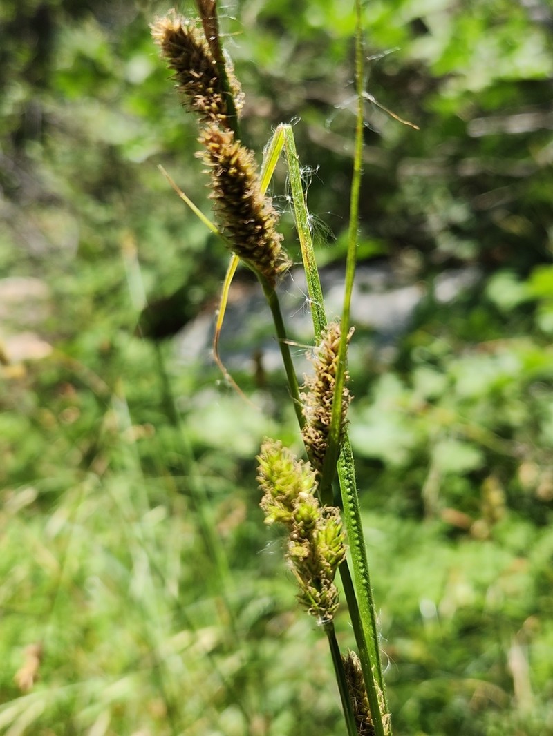Schott's Sedge photo 2
