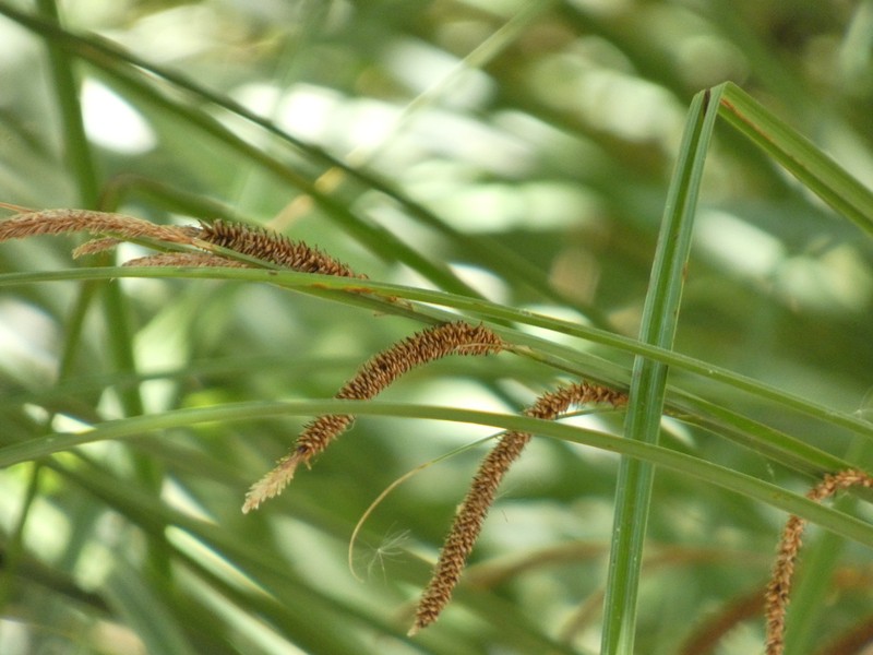 Schott's Sedge photo 3