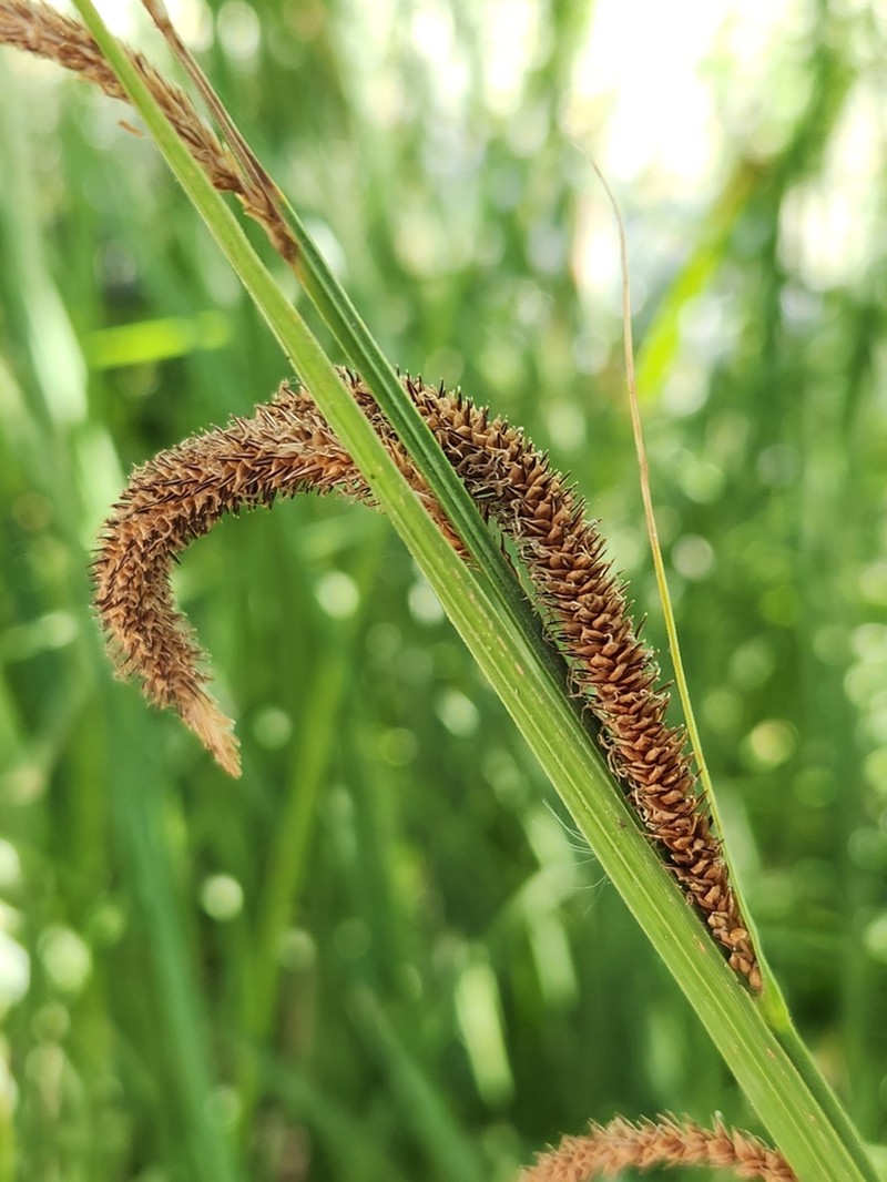 Schott's Sedge photo 4