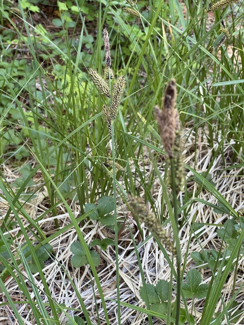 Schott's Sedge photo 6
