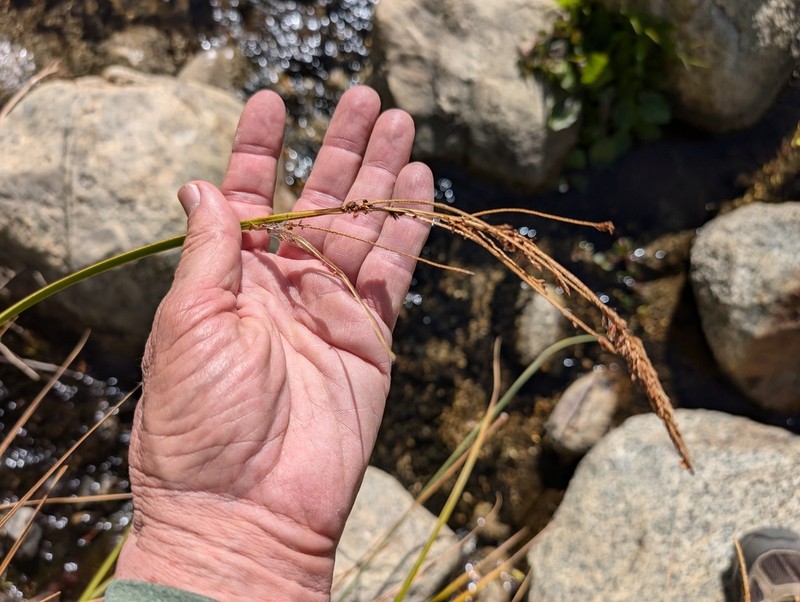 Schott's Sedge photo 7