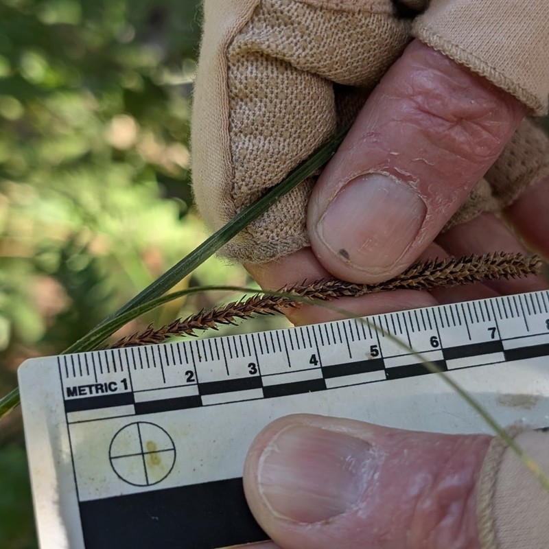 Schott's Sedge photo 8