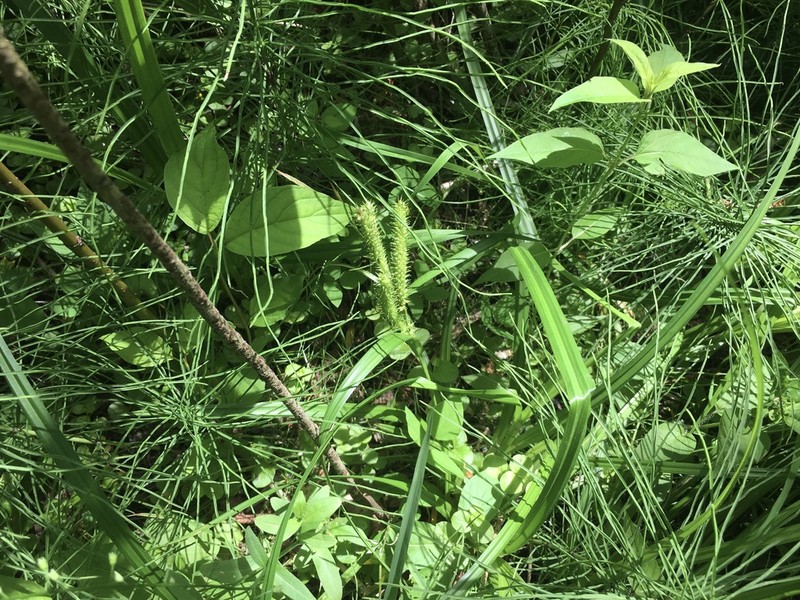 Schweinitz's Sedge photo 4