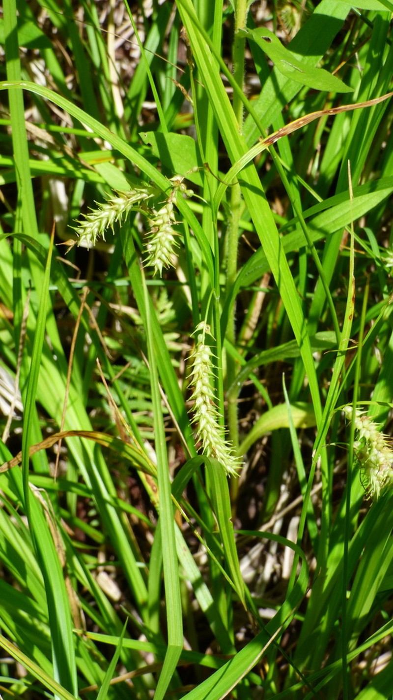 Schweinitz's Sedge photo 5