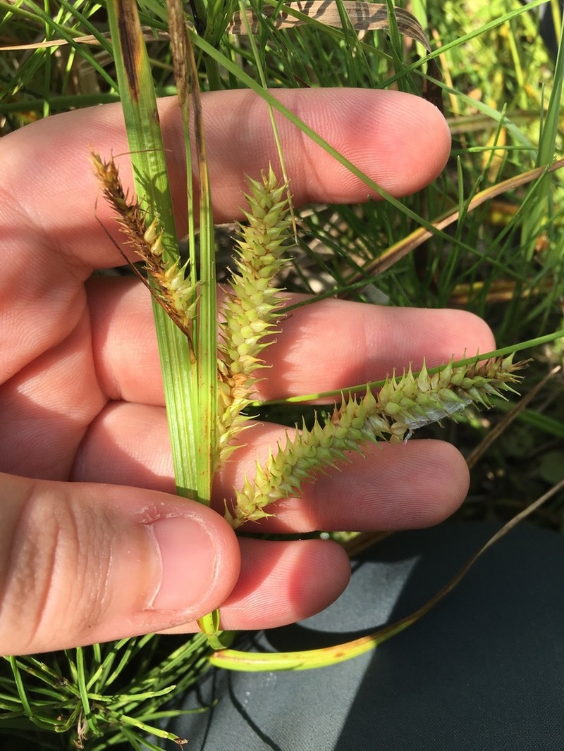 Schweinitz's Sedge photo 6