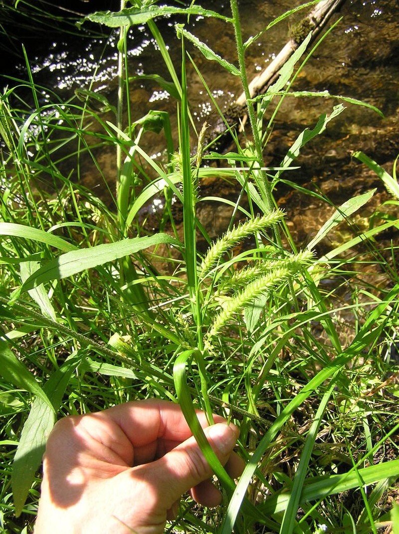 Schweinitz's Sedge photo 7