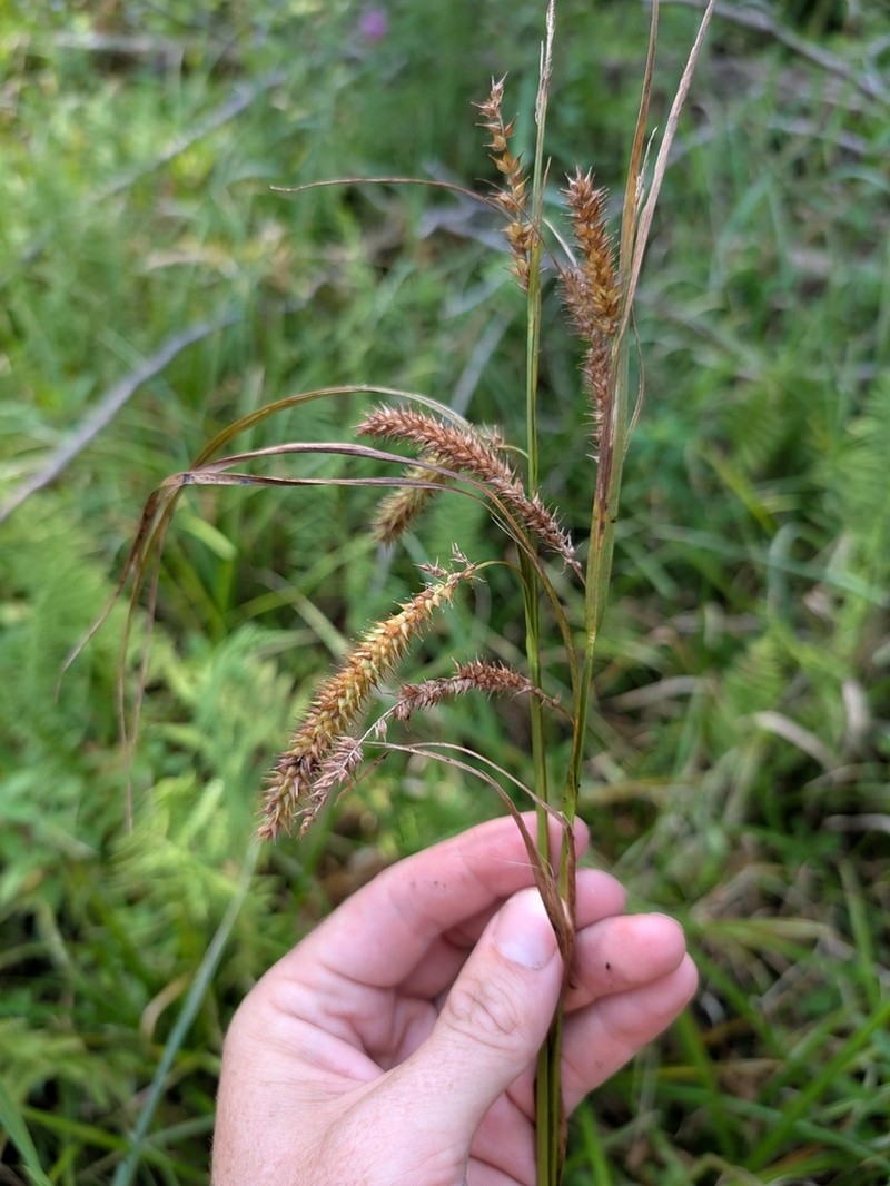 Schweinitz's Sedge photo 8