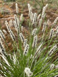 Northern Singlespike Sedge